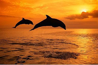 传《龙腾世纪：影障守护者》销量只有50万 仅是《星球大战：亡命之徒》的一半