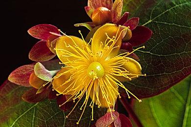 横轴射击游戏《Spectacular Sparky》面向PC＆NS公布