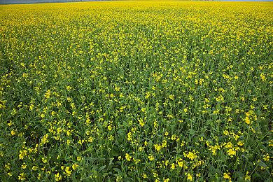 《原神》角色预告 「梦见月瑞希：心慌帮！帮心慌！」